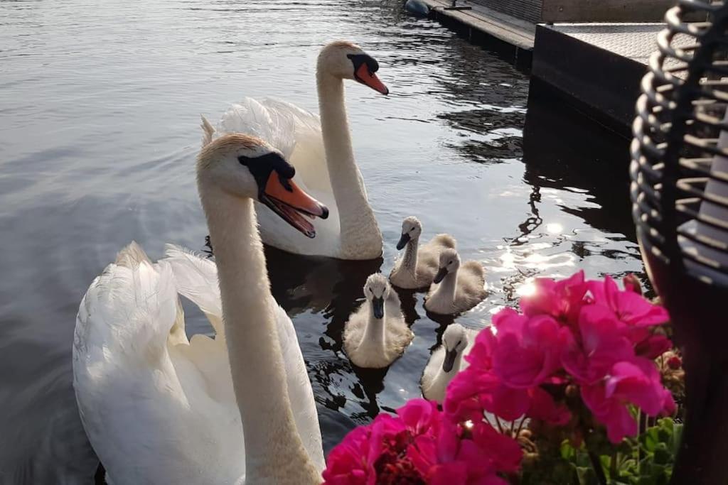 Out Of Amsterdam, River Apartment Close To City Broek in Waterland Zewnętrze zdjęcie