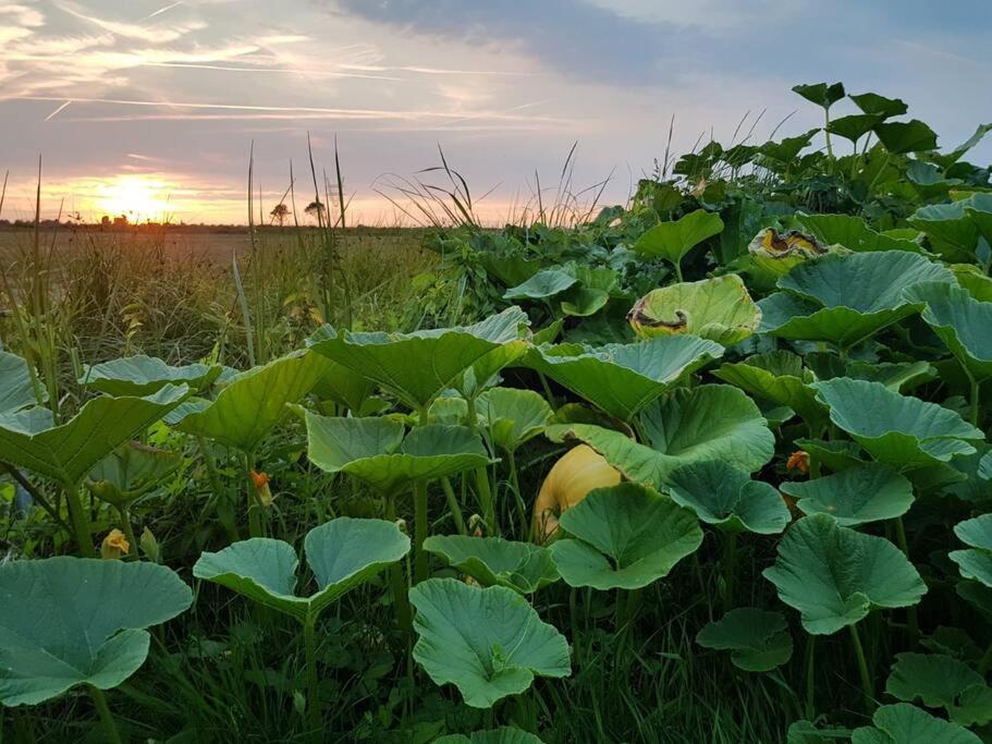 Out Of Amsterdam, River Apartment Close To City Broek in Waterland Zewnętrze zdjęcie